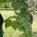 Acer rufinerve Leaf