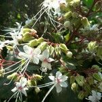 Clerodendrum indicum Flor