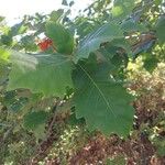 Quercus bicolor Hoja