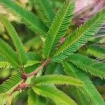 Calliandra selloi Blatt