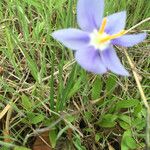 Nemastylis geminiflora Flor