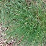 Festuca valesiaca Folha