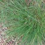 Festuca valesiaca পাতা