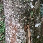Rauvolfia sellowii Corteza