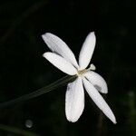 Milla biflora Λουλούδι