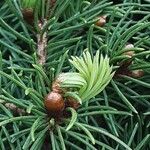 Picea laxa Folha