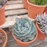 Echeveria secunda List