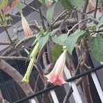 Datura stramoniumЦветок