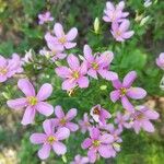 Sabatia angularis Kwiat
