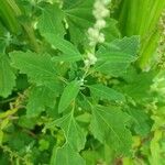 Chenopodium album Blad