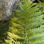 Dryopteris filix-masLeaf