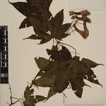 Acer campbellii Kita