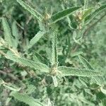 Sphaeralcea angustifolia Leaf