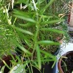 Asparagus aethiopicus Leaf