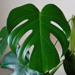 Monstera deliciosaFoglia