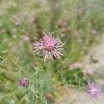 Centaurea stoebe Virág