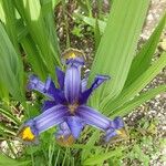 Iris spuria Flower