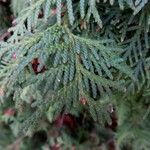 Thuja occidentalis Blatt