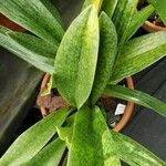 Paphiopedilum superbiens 葉