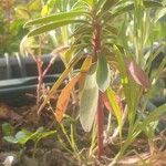 Euphorbia characias Hostoa