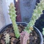 Huernia macrocarpa Lapas