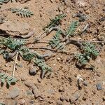 Astragalus eremophilus برگ