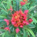 Euphorbia griffithii Flor