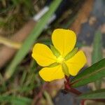 Ludwigia octovalvis Floare