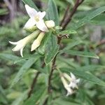 Daphne acutiloba Blüte