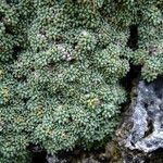 Saxifraga squarrosa Altul/Alta