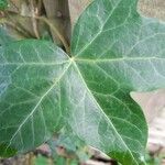 Hedera hibernica Hostoa