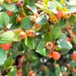 Cotoneaster splendens Hedelmä