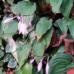 Hosta sieboldii Folla