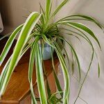 Chlorophytum comosum 葉