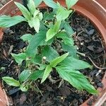 Ruellia tuberosa Blad