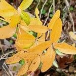 Galium rubioides Агульны выгляд
