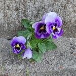 Viola × wittrockiana ফুল
