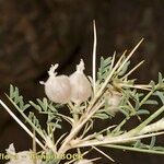 Astragalus armatus Frutto