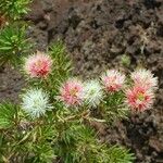 Melaleuca gnidioides Hábito