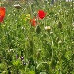 Papaver hybridum Hábito