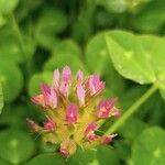 Trifolium spumosum Flor