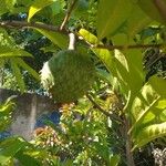 Annona montana Gyümölcs