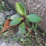 Arctous alpina Hoja