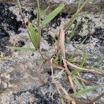 Polypogon viridis Blatt