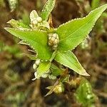 Deutzia gracilis Цветок