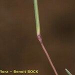 Stipagrostis ciliata Altro