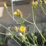 Crepis foetida Mosusu