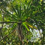 Pandanus purpurascens Hoja
