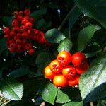 Pyracantha coccinea Фрукт