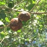 Croton megalobotrys Fruit